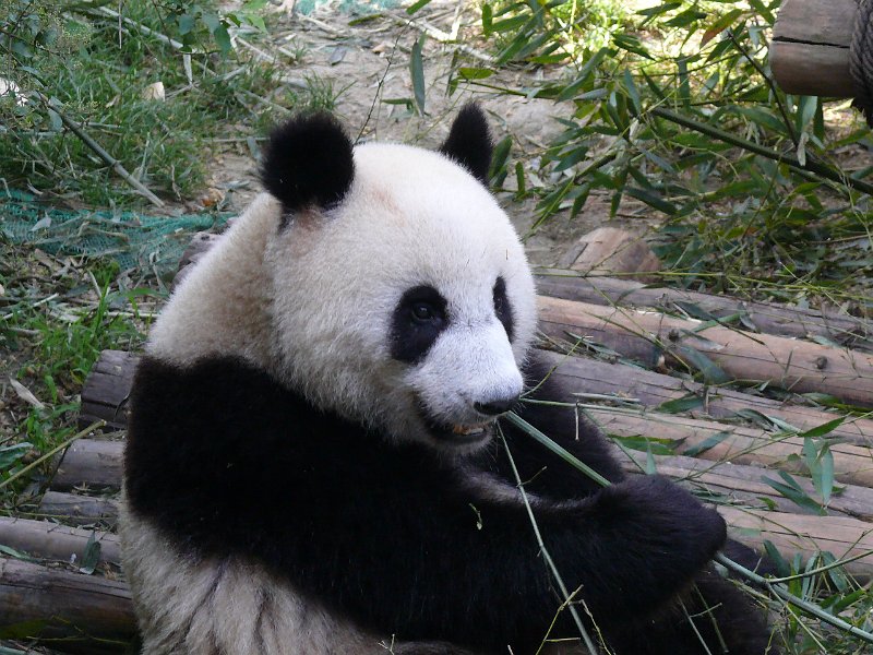 Pandas (039).jpg